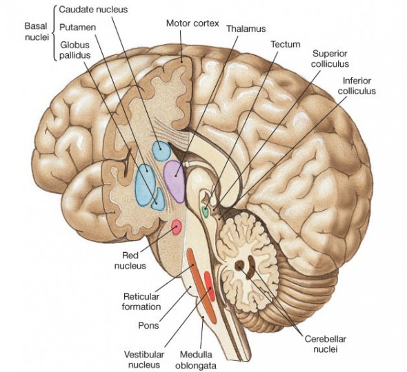 Basal Ganglia and The Brain Stem